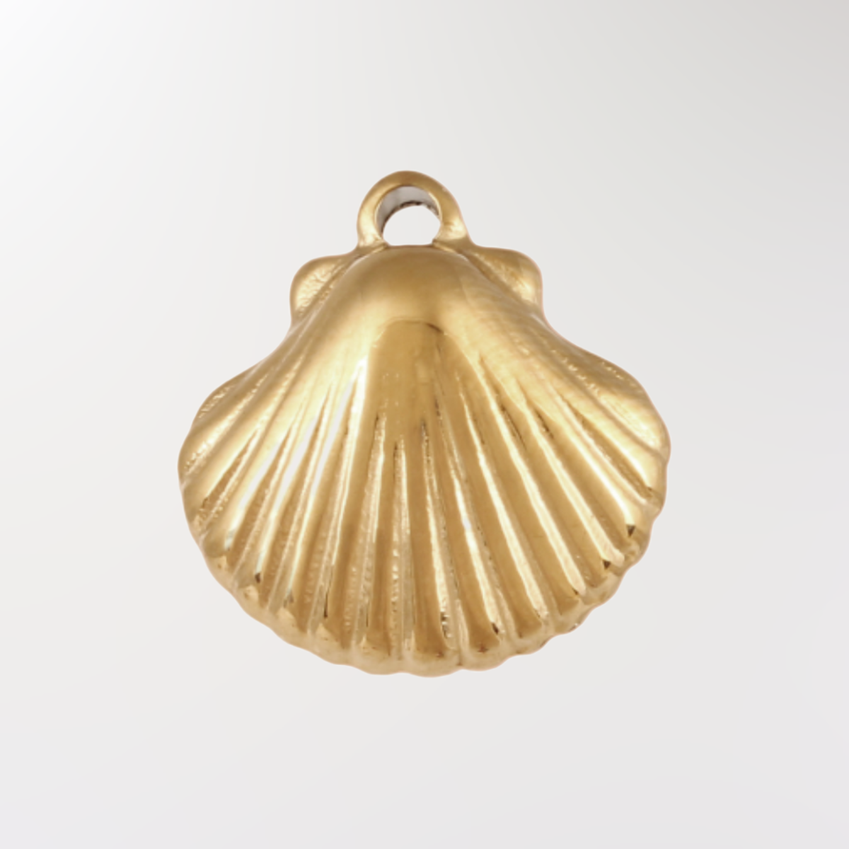 Scallop Shell