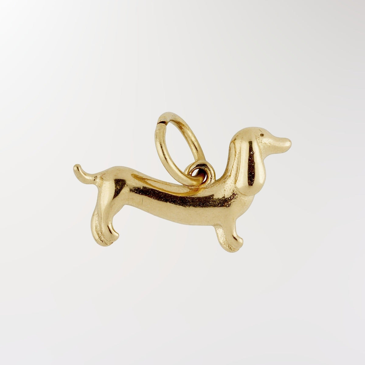 Dachshund